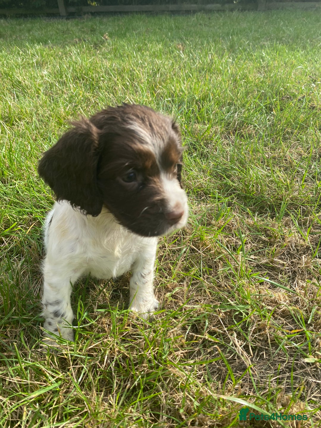 Sprocker dogs for sale:  Sprocker pups - Image 2