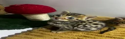 Bengal cats for sale: TICA registered bengal kittens  - Advert 14