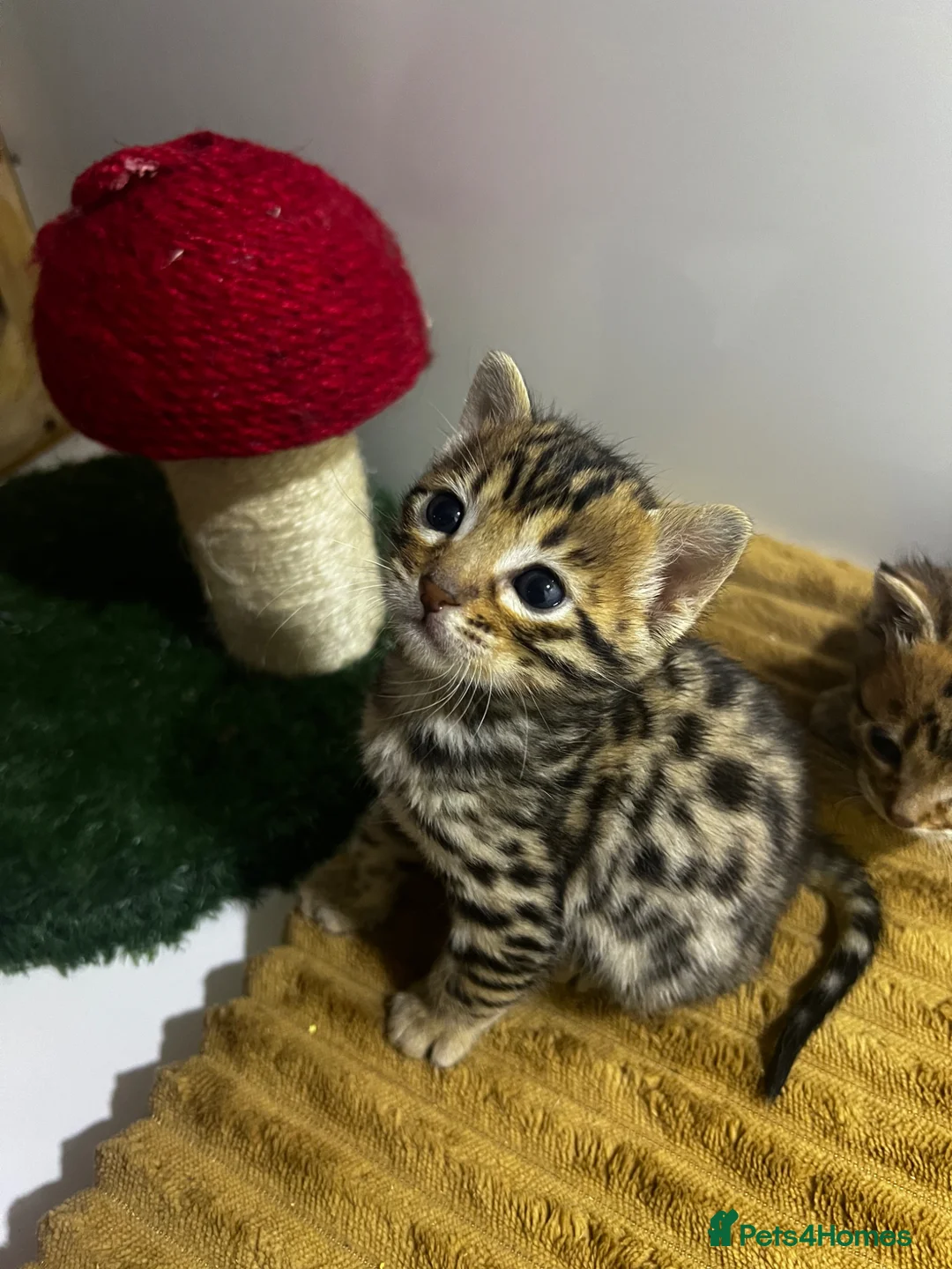 Bengal cats for sale: TICA registered bengal kittens  - Advert 14