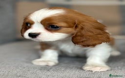 King Charles Spaniel dogs for sale: Beautiful cavalier puppies  - Image 11