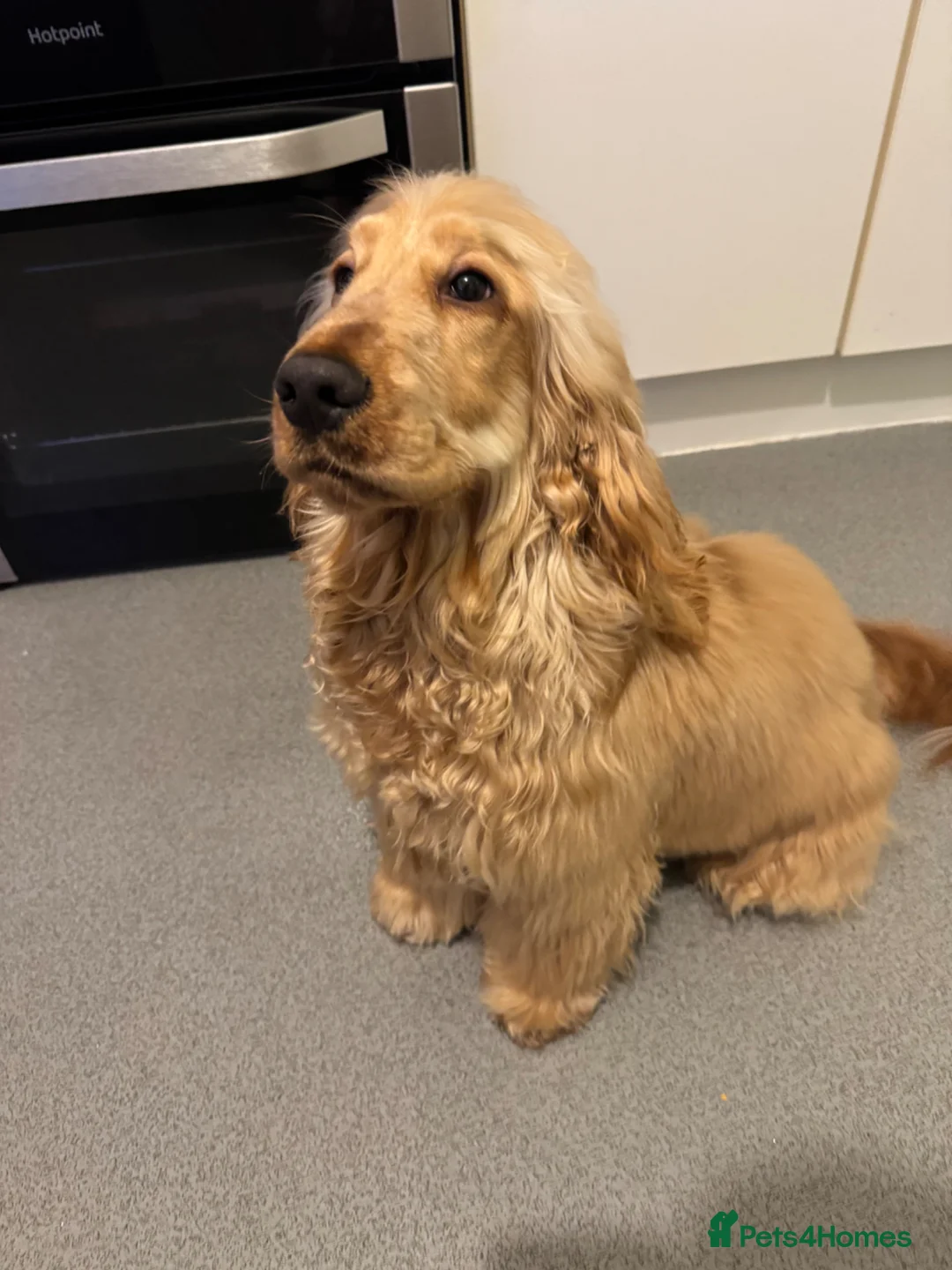 Cocker Spaniel dogs for sale: KC Male Show Cocker Spaniel - Advert 2