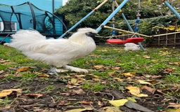 Chickens poultry for sale: Beautiful white silkie cockerel - Image 2