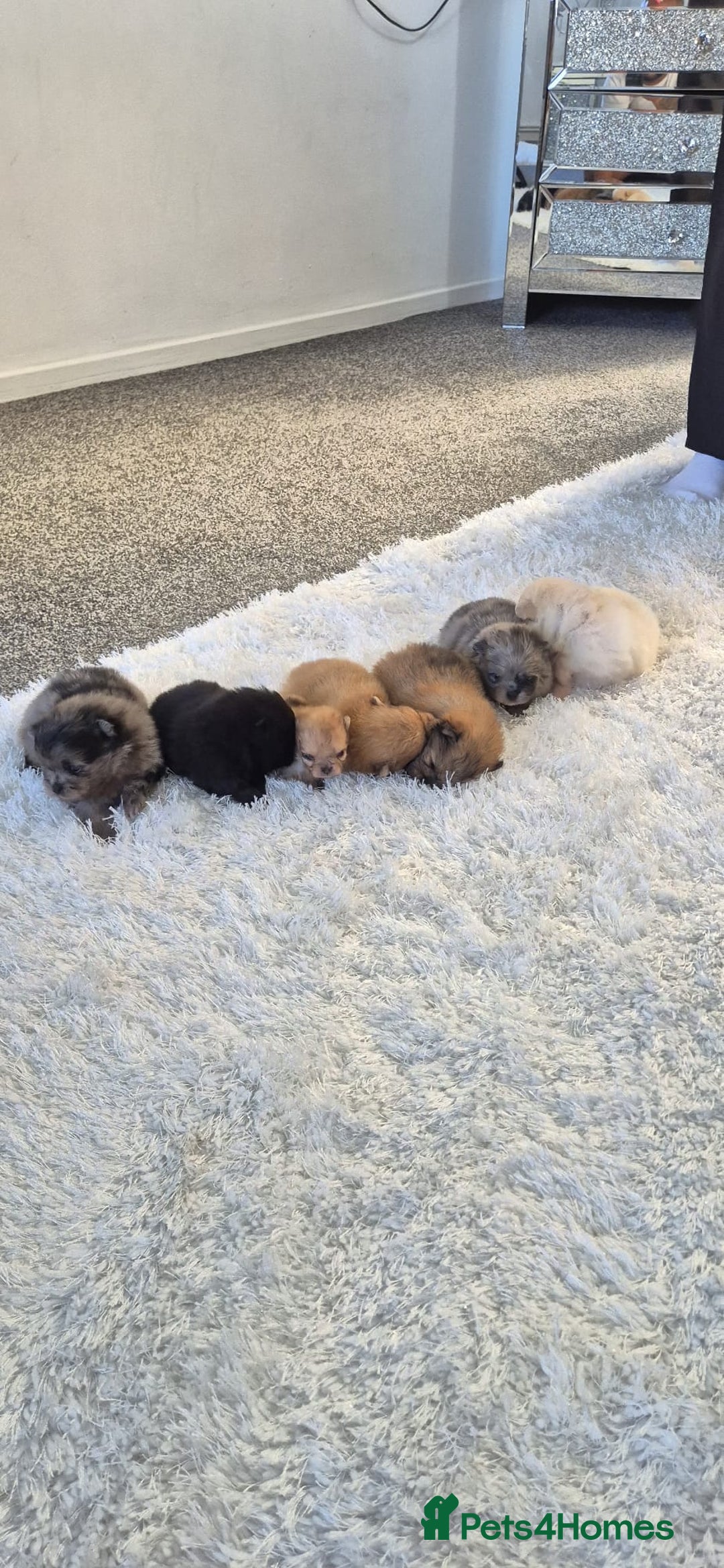 Pomeranian dogs for sale: Pomeranian teddy face xs size  - Image 4