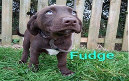 Borador dogs for sale: 2 Chocolate and White Boys available  - Image 4