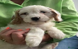Cavapoo dogs for sale: 🐶🐩 7 HEALTH CLEAR ADORABLE CAVAPOO PUPPIES 🐩🐶  - Image 24