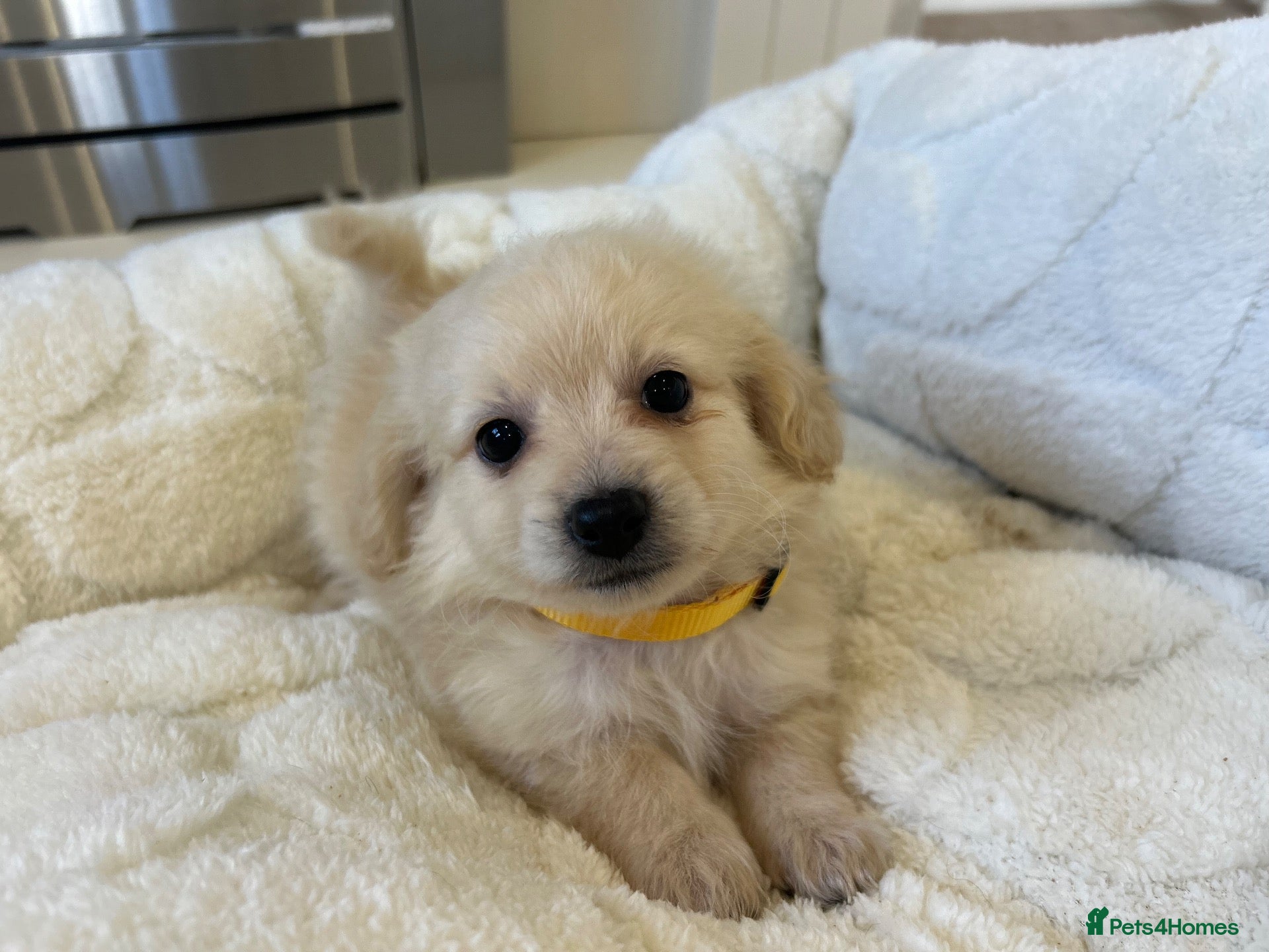 Mixed Breed dogs Pomapoos  - Advert 14