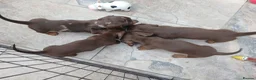 Miniature Dachshund dogs for sale: Miniature dachshund puppies  - Advert 13