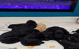 Bernedoodle dogs for sale: Bernedoodle puppies  - Image 10