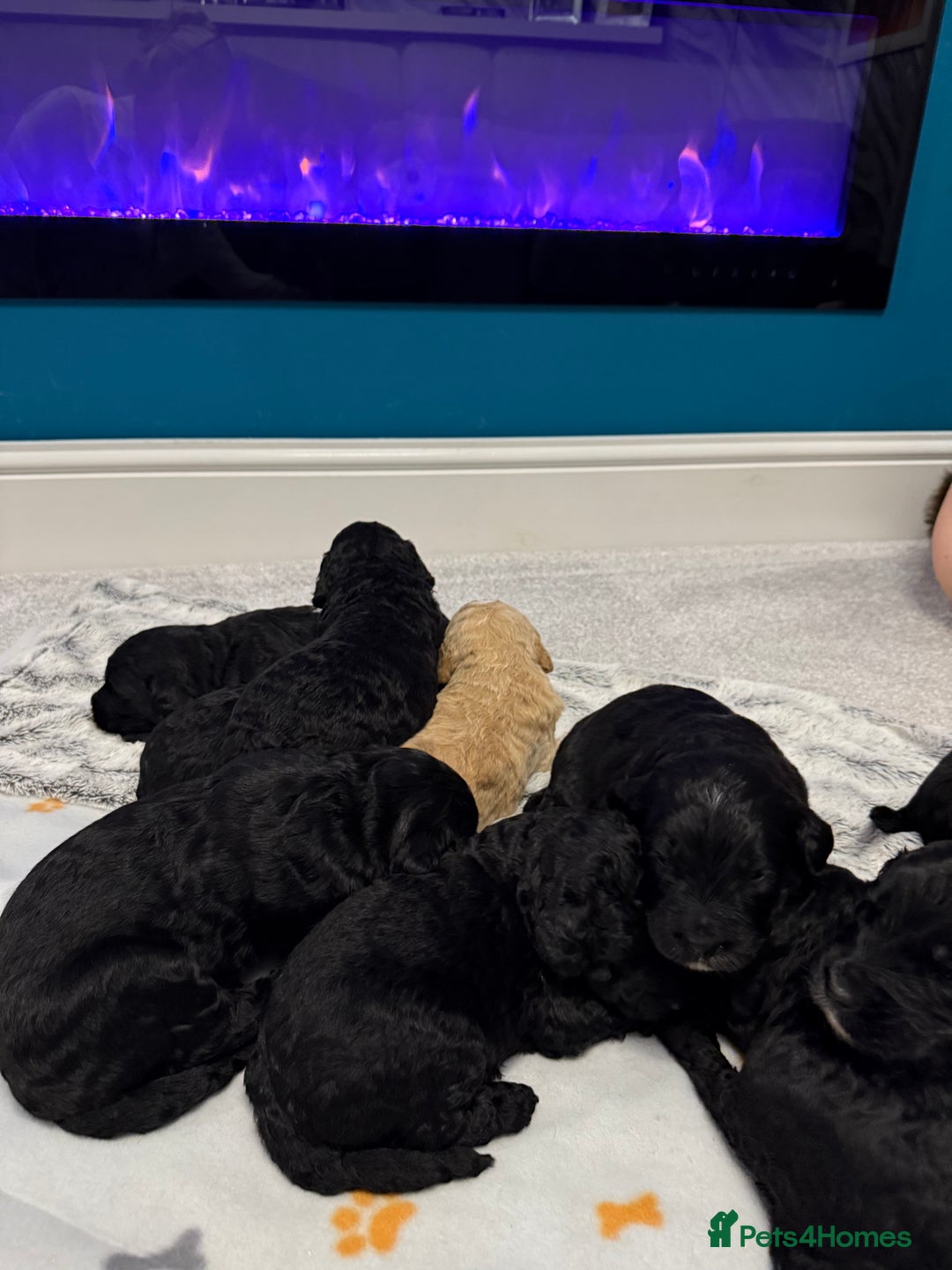 Bernedoodle dogs for sale: Bernedoodle puppies  - Image 10