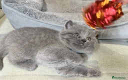 British Shorthair cats for sale: Chunky British Shorthair Blue Kittens 🐱💙 - Image 9
