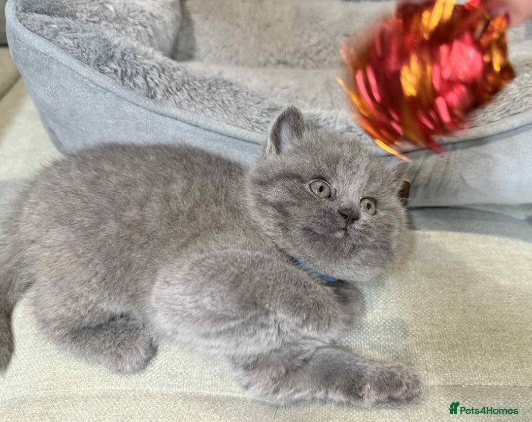 British Shorthair cats for sale: Chunky British Shorthair Blue Kittens 🐱💙 - Image 9