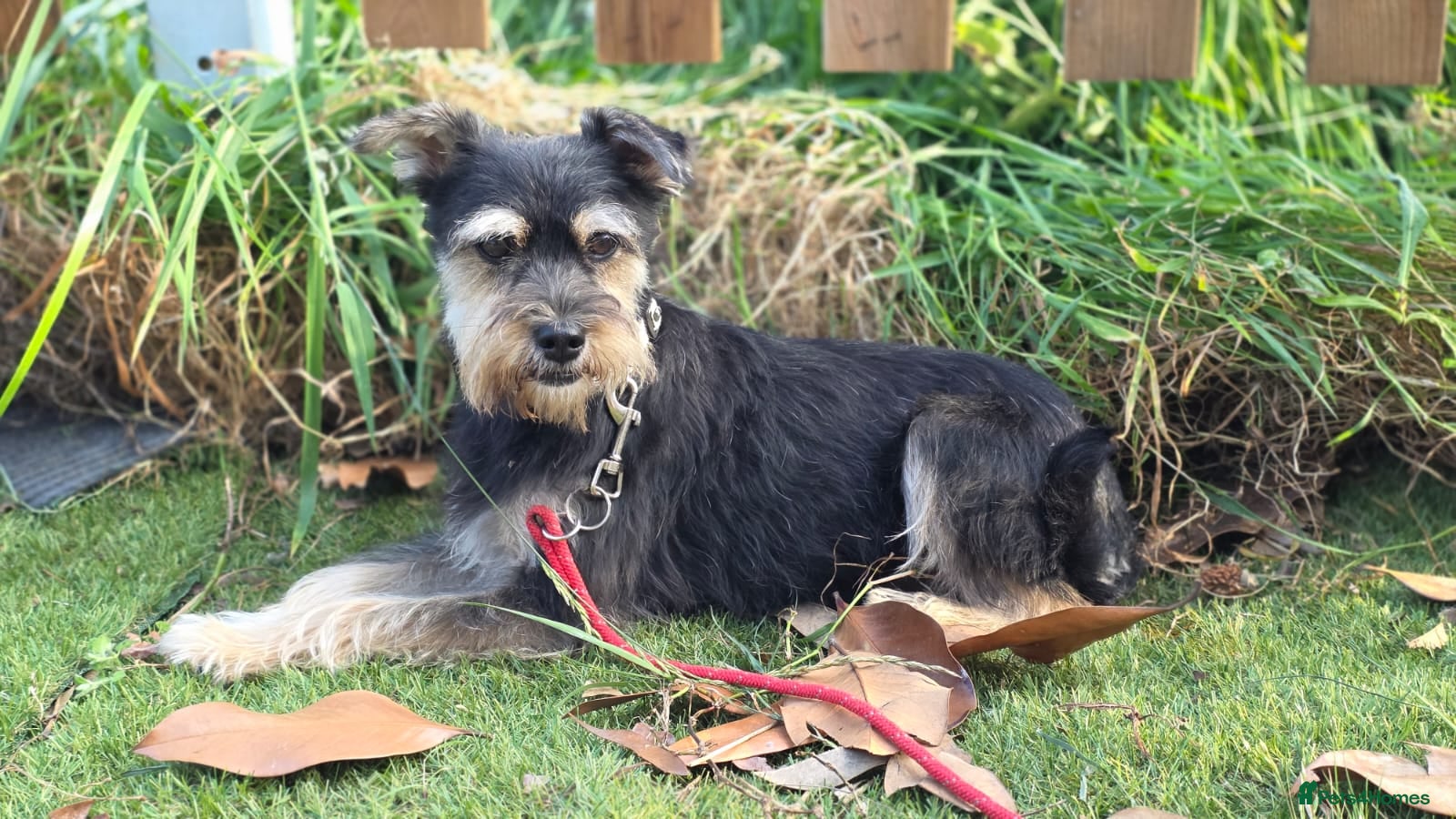 Yorkshire Terrier dogs for adoption: Linda in Holywell - Advert 3