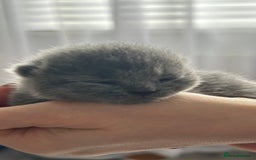 British Shorthair cats for sale: 🏆Champions line🏆BSH Blue kittens  - Image 12