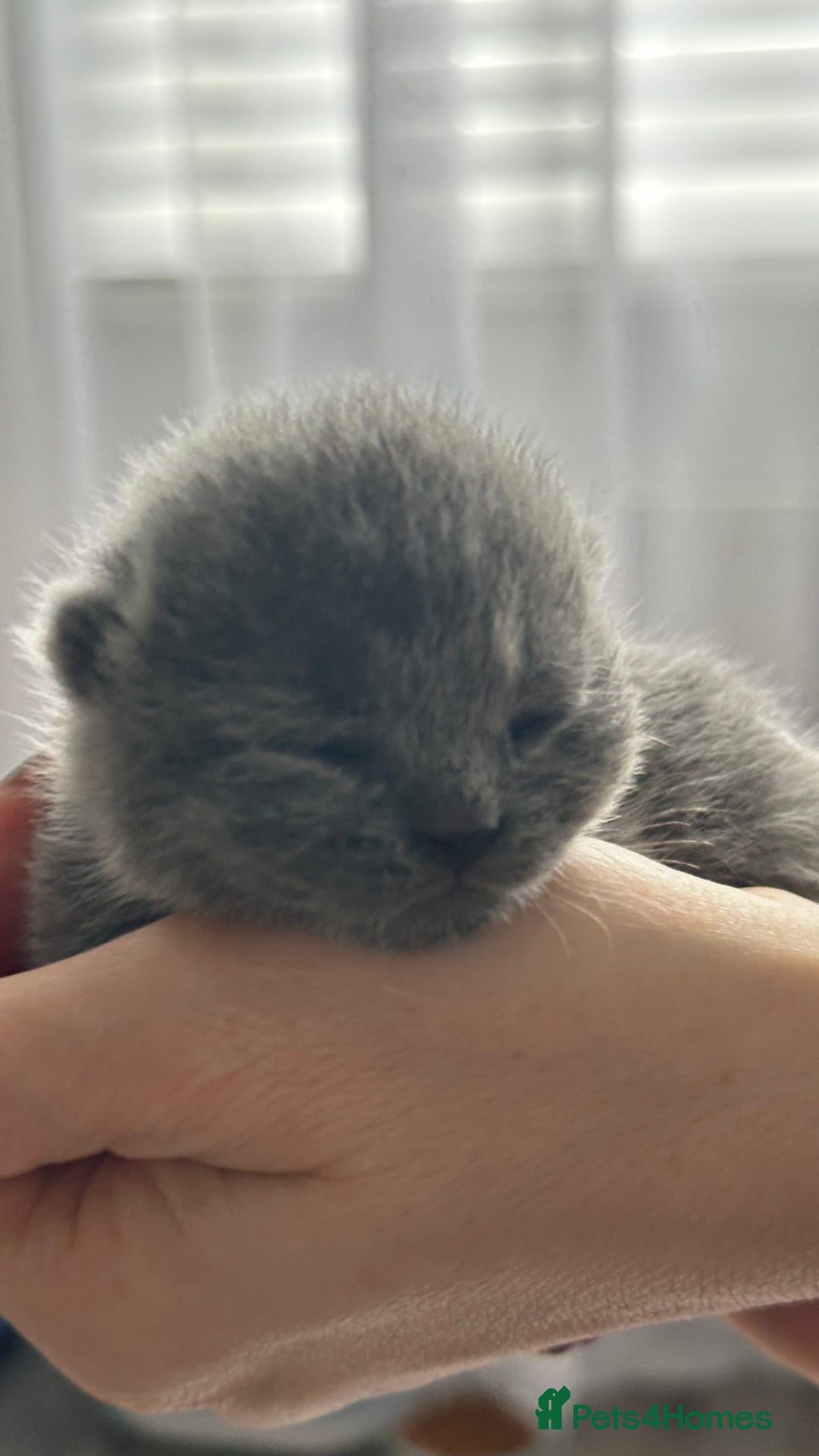 British Shorthair cats for sale: 🏆Champions line🏆BSH Blue kittens  - Image 12