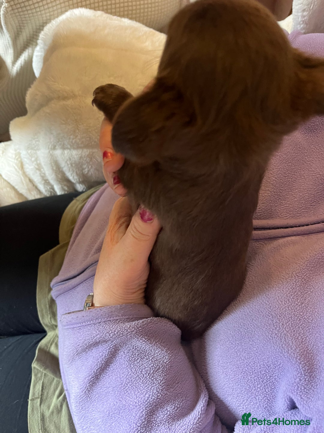 Chihuahua dogs for sale: Rare chocolate chihuahua puppies - Image 31