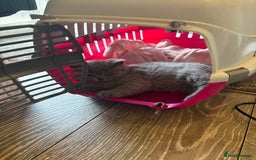 British Shorthair cats for sale: 2 left ready for new home this Saturday  - Advert 14