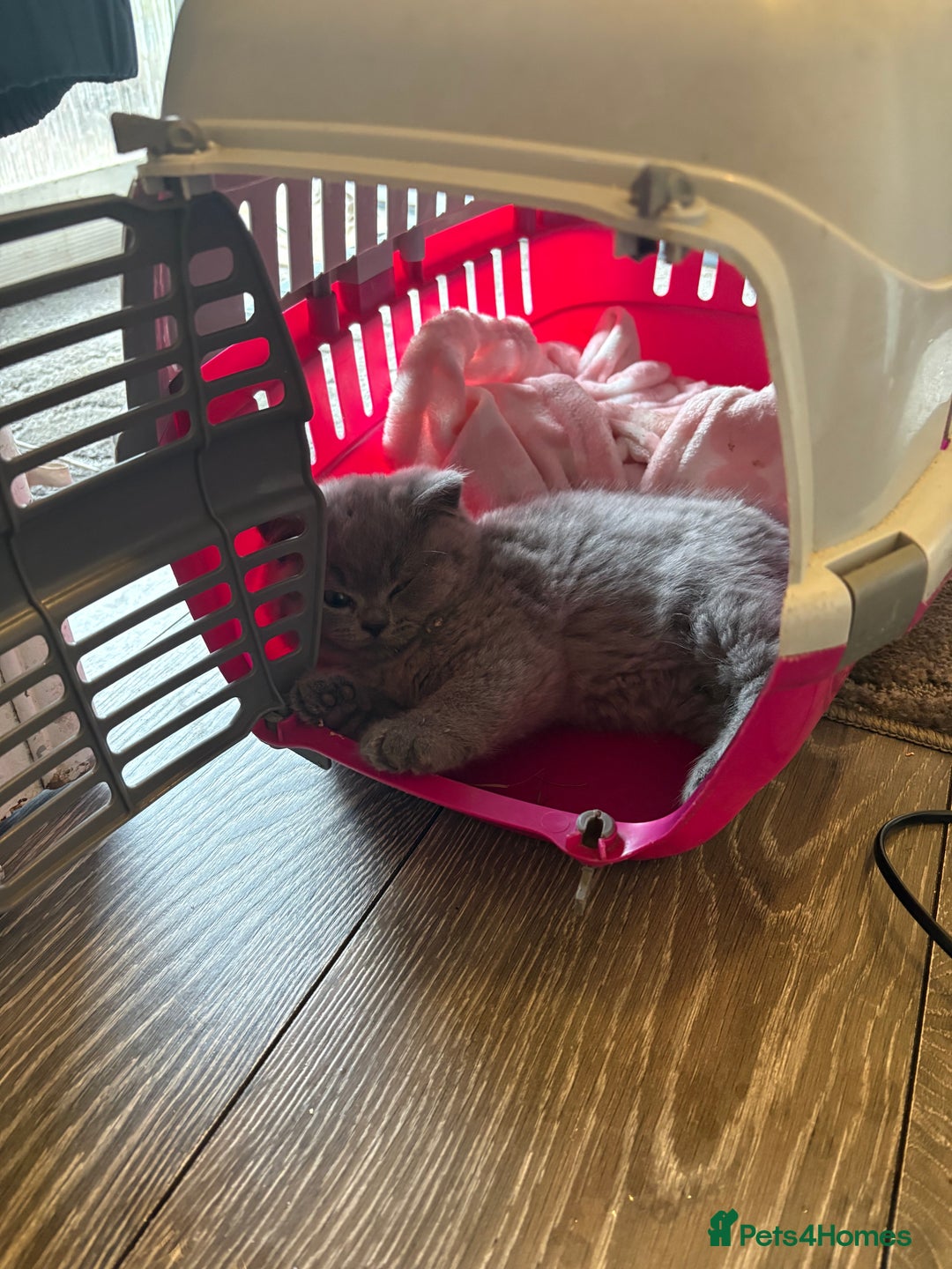 British Shorthair cats for sale: 2 left ready for new home this Saturday  - Advert 14