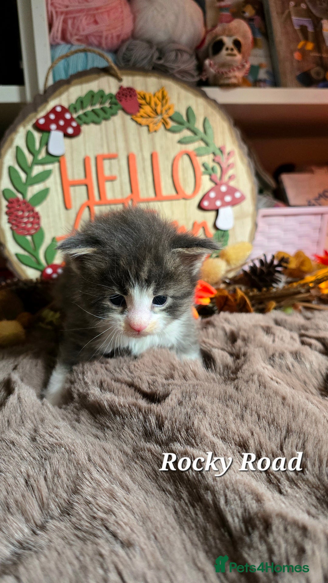 Maine Coon cats for sale: Stunning Xl Mainecoon Kittens  - Image 6