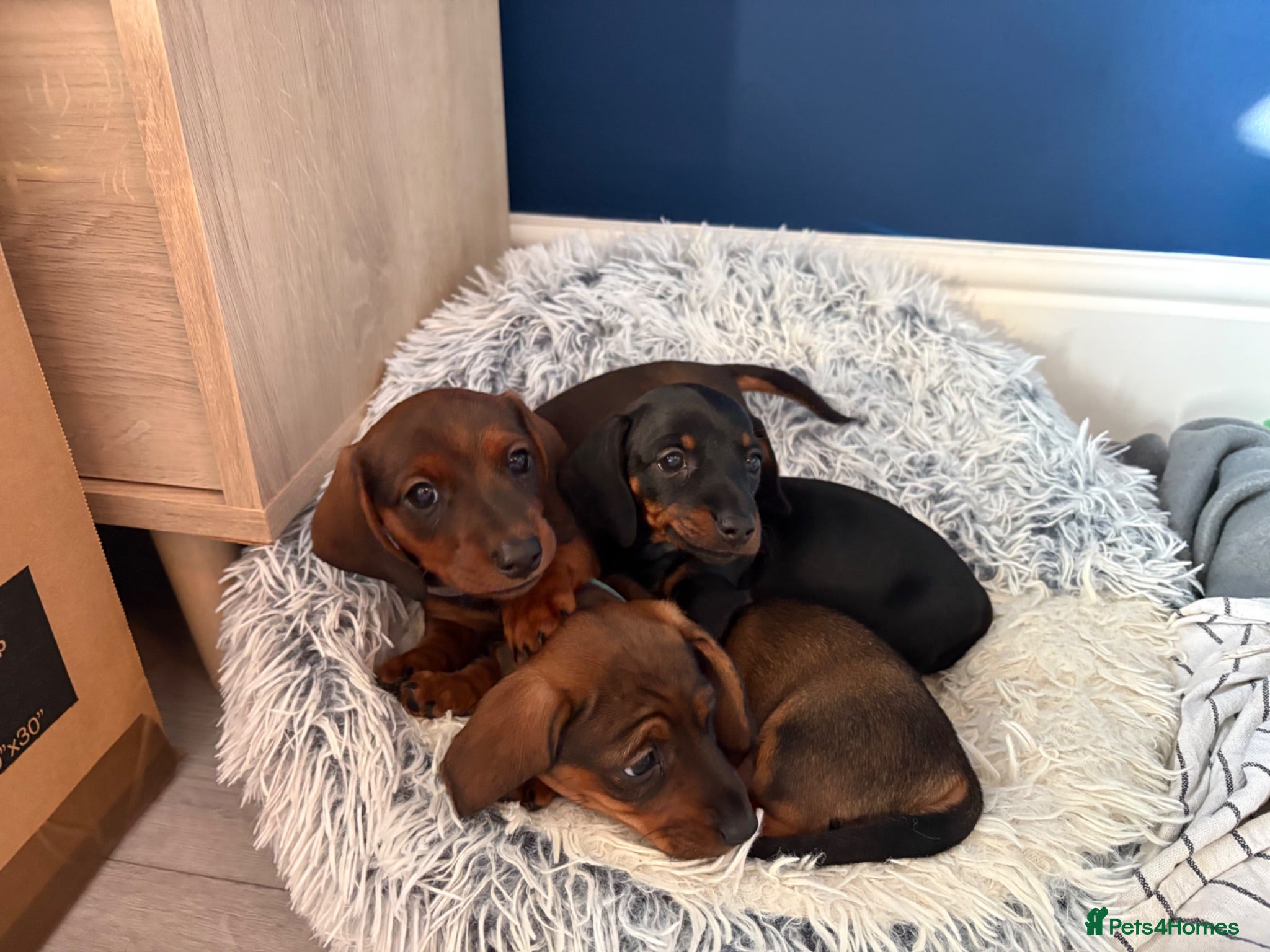 Miniature Dachshund dogs Miniature Dachshund Puppies - Advert 7