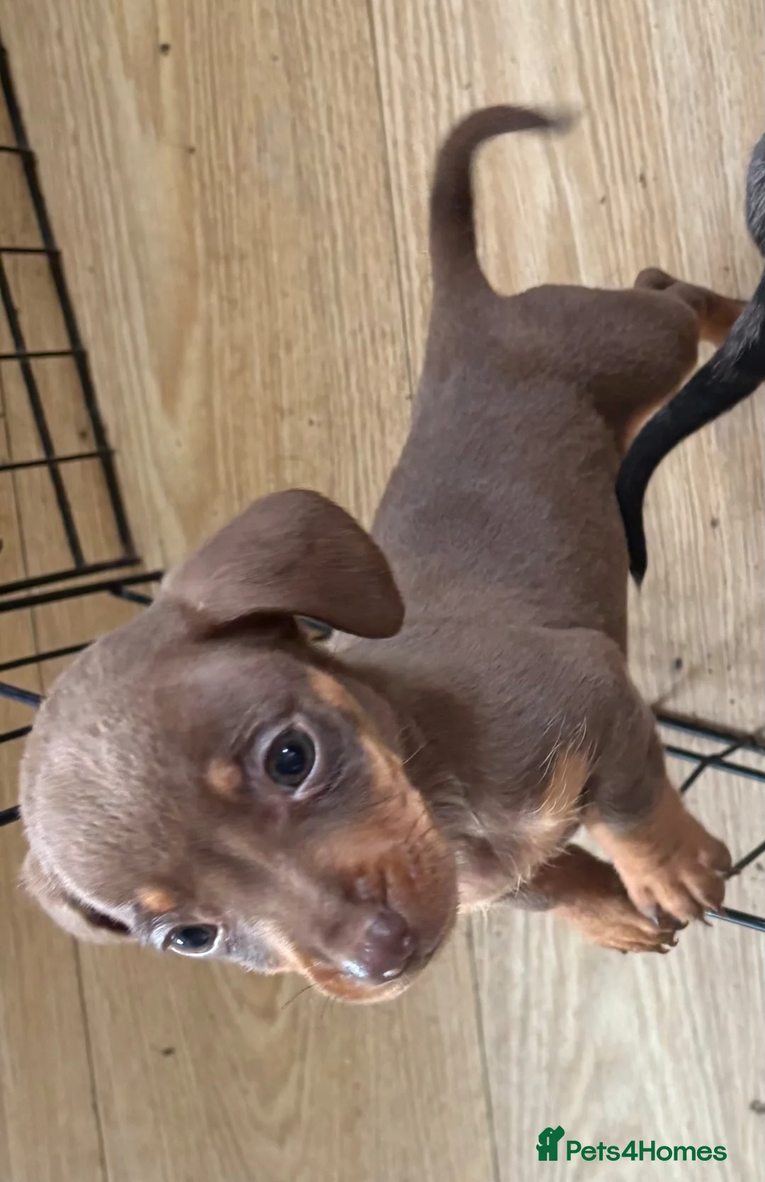 Miniature Dachshund dogs for sale: Miniature dachshund puppy - Advert 8