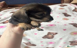 Dachshund dogs for sale: 🐾 Beautiful wired haired Dachshund Puppies - Image 16