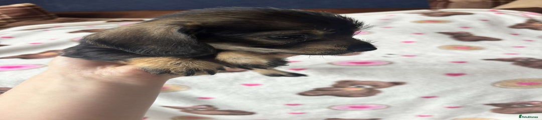 Dachshund Puppy 5