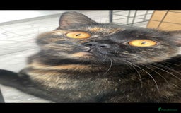 British Shorthair cats for sale: Beautiful Tortoiseshell and White pure BSH - Image 4