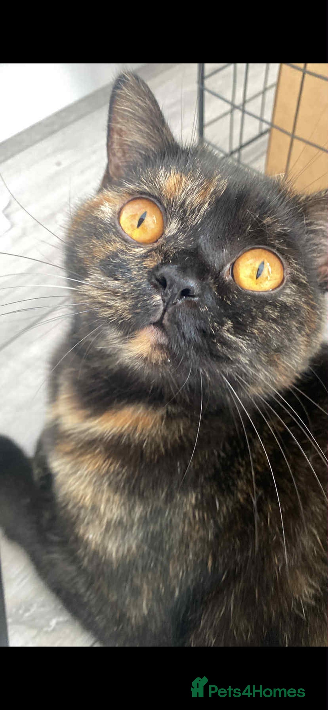 British Shorthair cats for sale: Beautiful Tortoiseshell and White pure BSH - Image 4