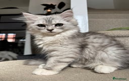 Mixed Breed cats for sale: Persian x Ragdoll kittens - Image 28