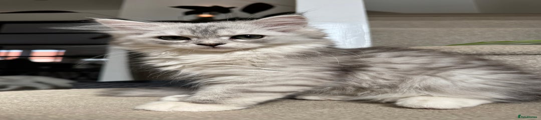 Dora Kitten 3