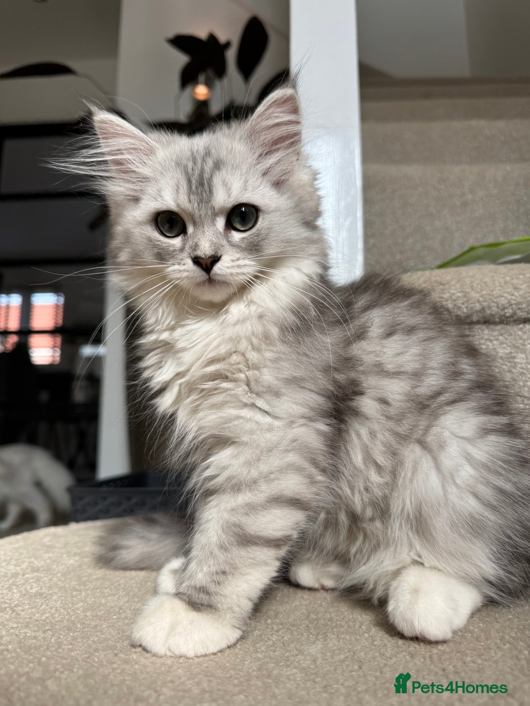 Mixed Breed cats for sale: Persian x Ragdoll kittens - Image 28