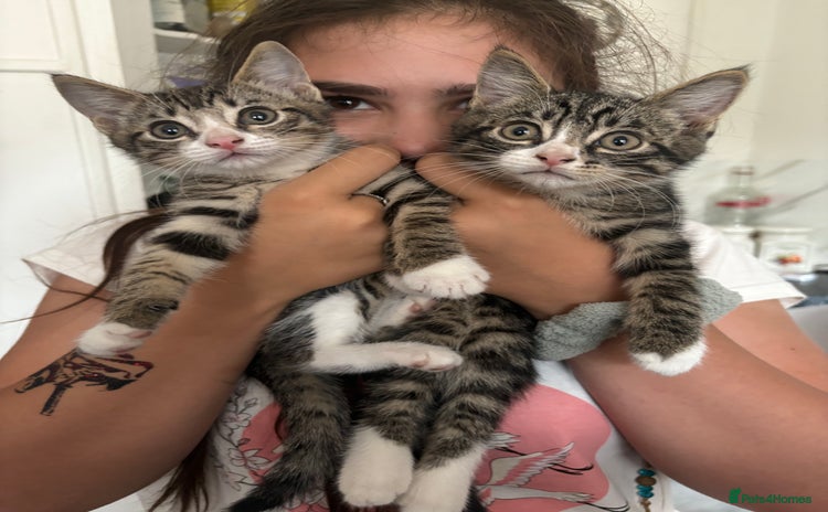 Domestic Shorthair cats - Advert 2