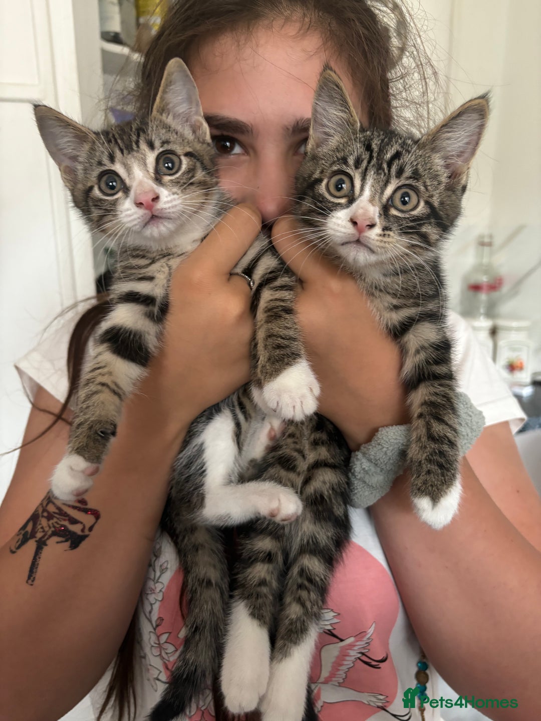 Domestic Shorthair cats for sale: 2 x male kittens  - Image 1