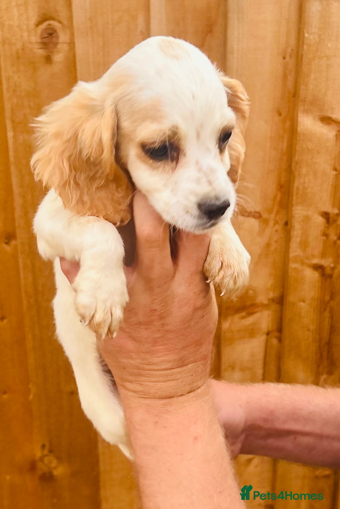 Cocker Spaniel dogs for sale: Beautiful litter of cocker spaniels - Image 5
