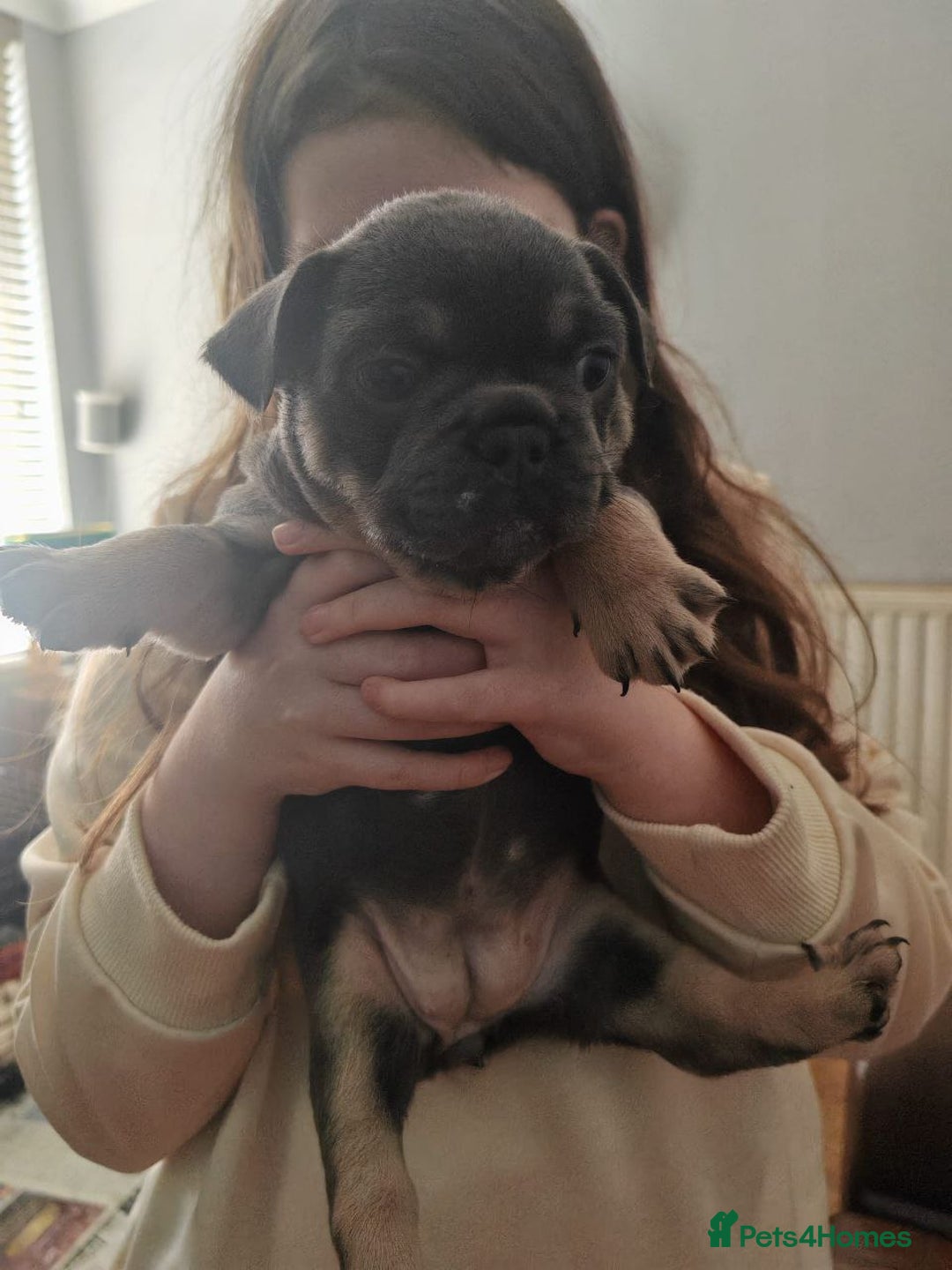 French Bulldog dogs for sale: French bulldogs puppies - Image 3