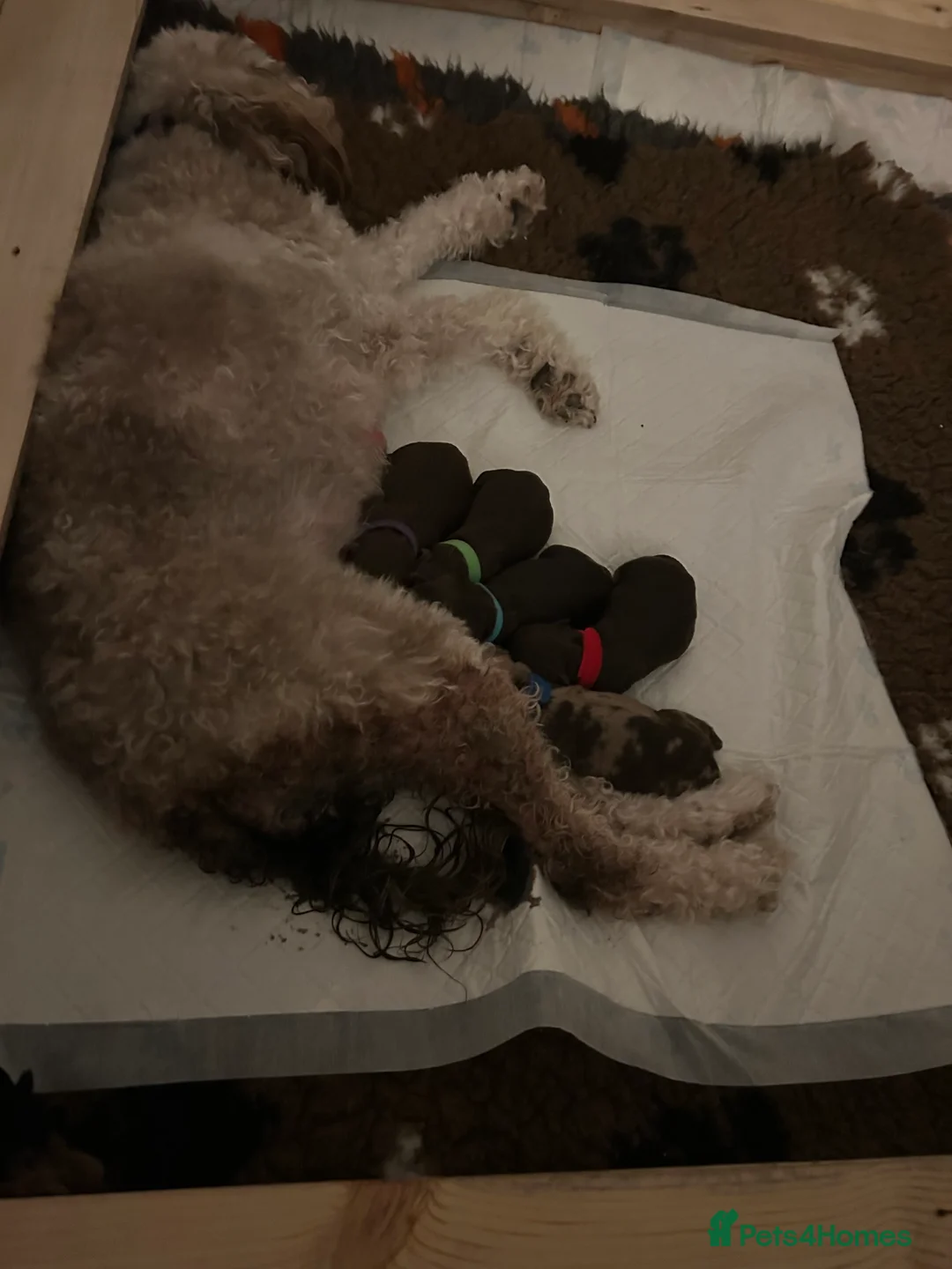 Cockapoo dogs for stud: F1 Red Cockapoo PROVEN Stud-Extensively DNA Tested in Stafford - Advert 11