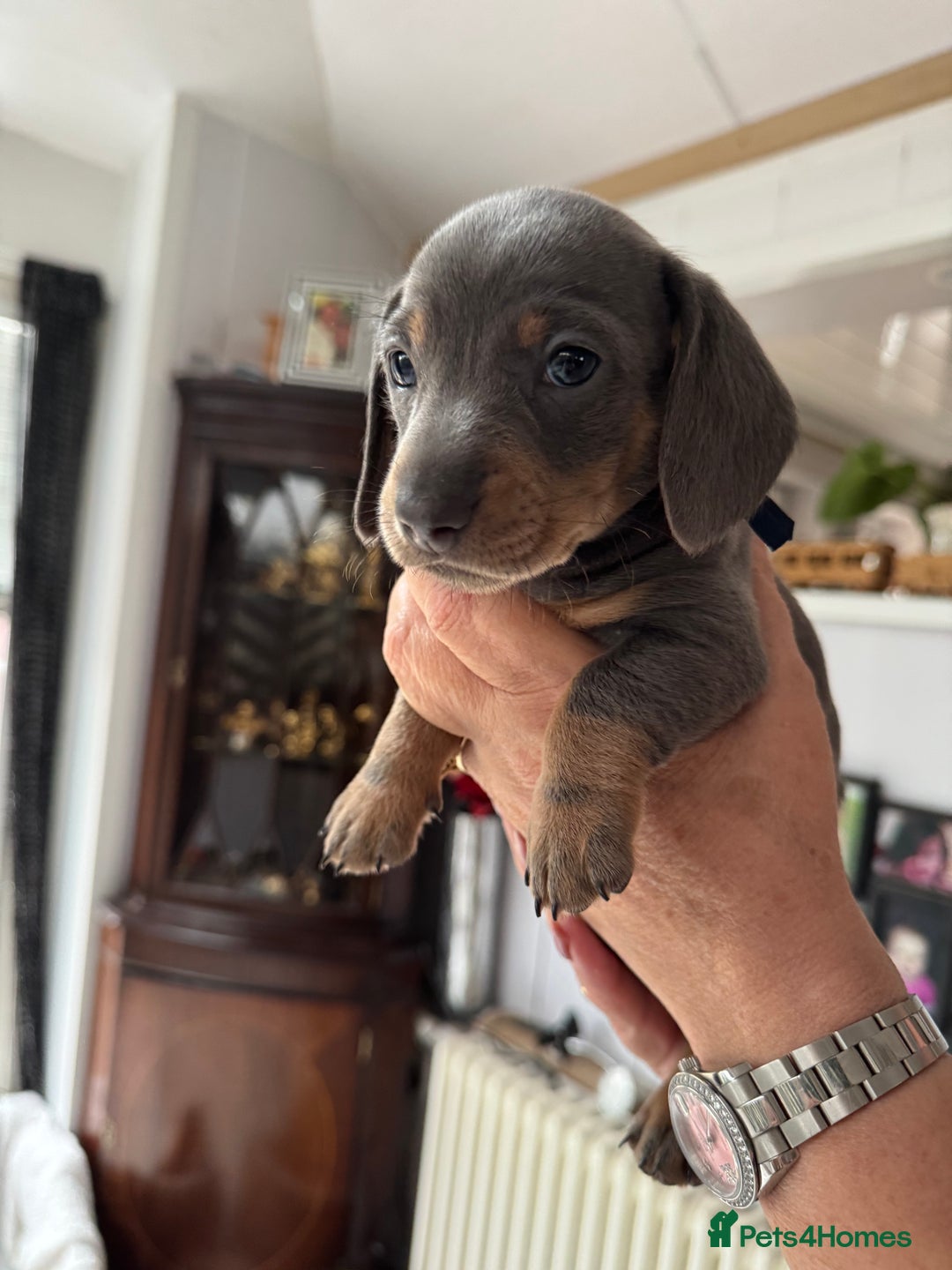Miniature Dachshund dogs for sale: Miniature dachshund puppies - Image 22