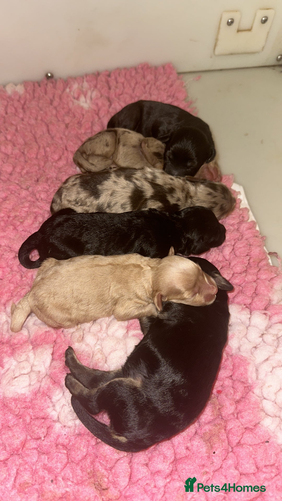 Cockapoo dogs for sale: Extensively health tested Cockapoo puppy’s  - Image 2
