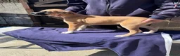 Mixed Breed dogs for sale: Lurcher Pups - Advert 8