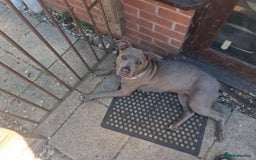 Mixed Breed dogs for sale: Luna  - Image 1