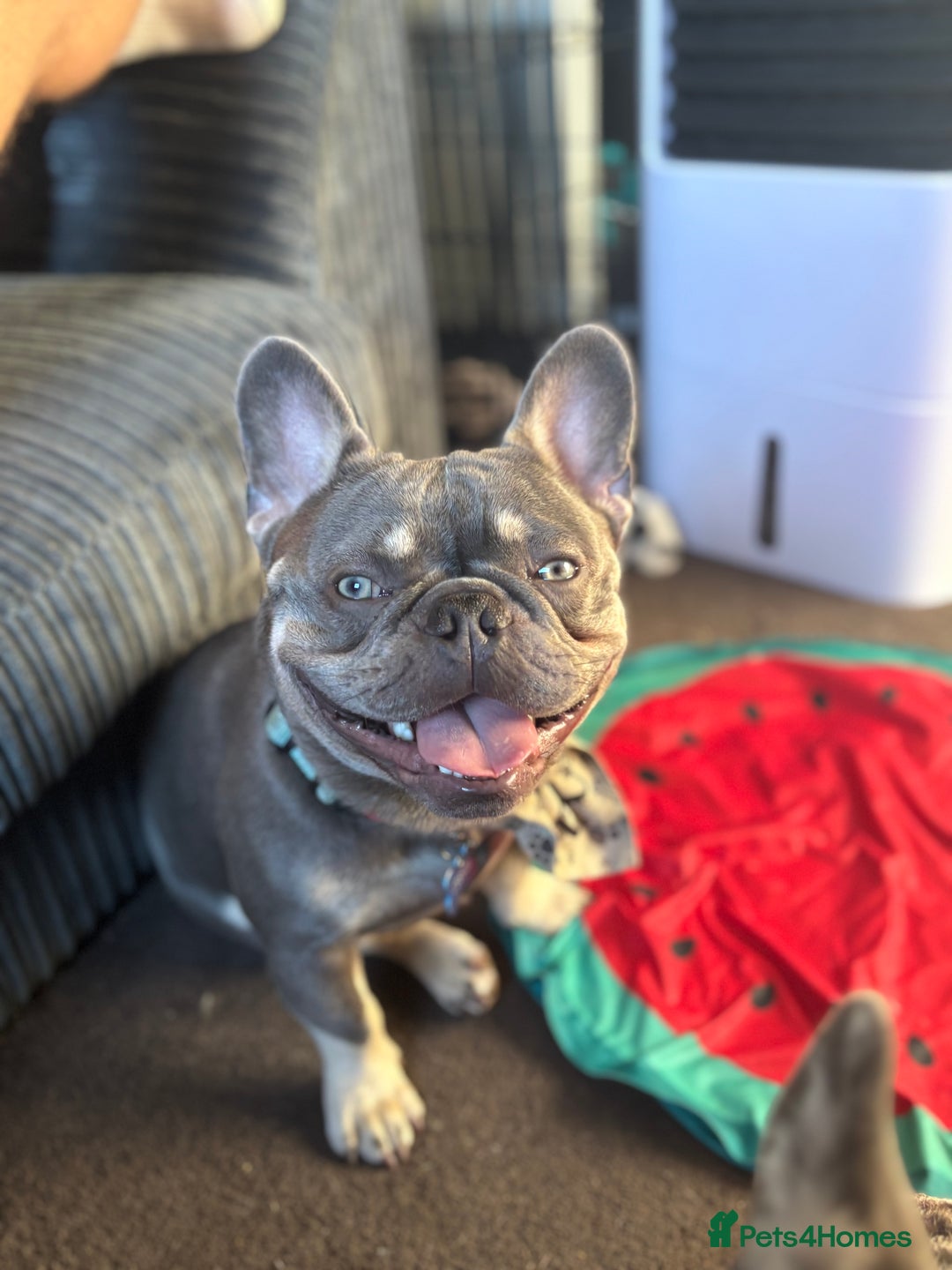 French Bulldog dogs for stud: blue and tan french bulldog stud - Advert 3