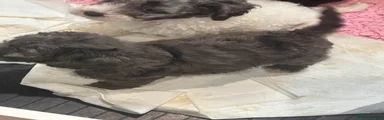 Cockapoo 4