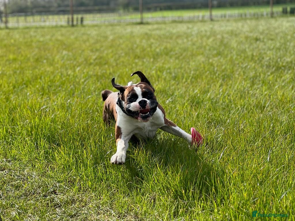 Boxer dogs Bobtail K C reg - Advert 13