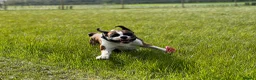 Boxer dogs for sale: Bobtail K C reg - Advert 1