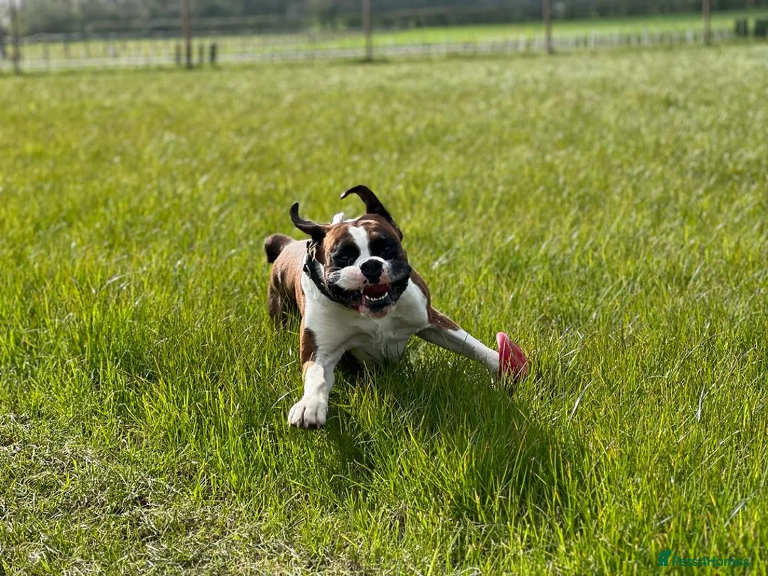 Boxer dogs for sale: Bobtail K C reg - Advert 1