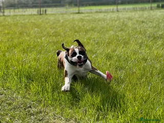 Boxer dogs Bobtail K C reg - Advert 11