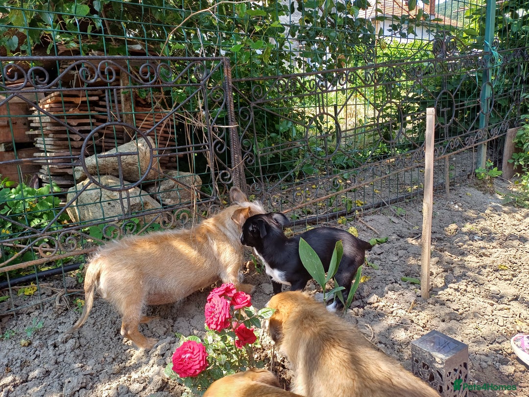 Mixed Breed dogs for adoption: Meet LUNA, a Lovely Puppy Girl - for a Loving Home - Image 7