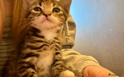 Bengal cats for sale: Bengal cross Maine coon - Image 1