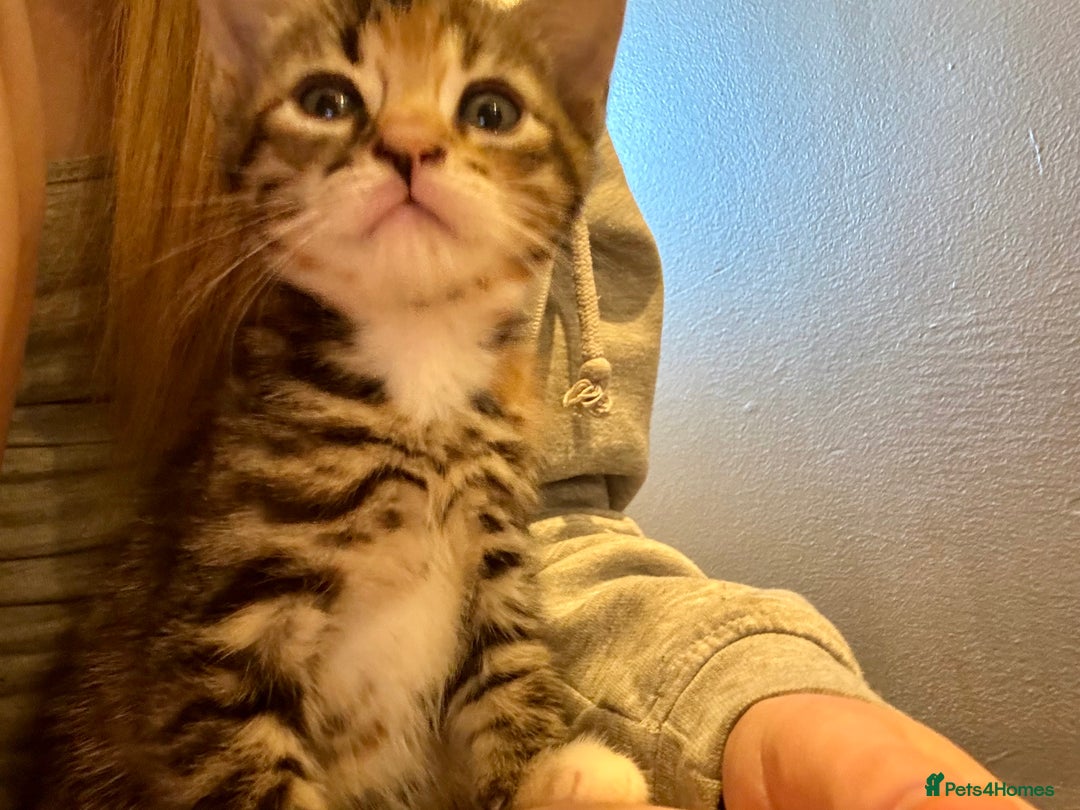 Bengal cats for sale: Bengal cross Maine coon - Image 1