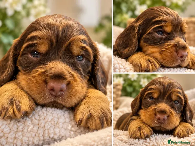 Cocker Spaniel dogs for sale: 🥰 Stunning Cocker Spaniel Litter 🥰 - Advert 1